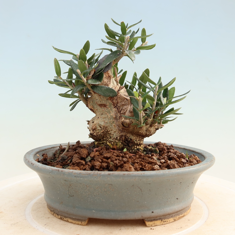 Bonsai da interno - Olea europaea sylvestris