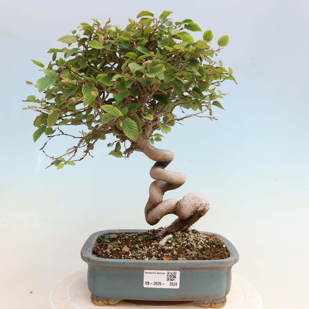Bonsai da esterno -Carpinus CARPINOIDES - Carpino coreano
