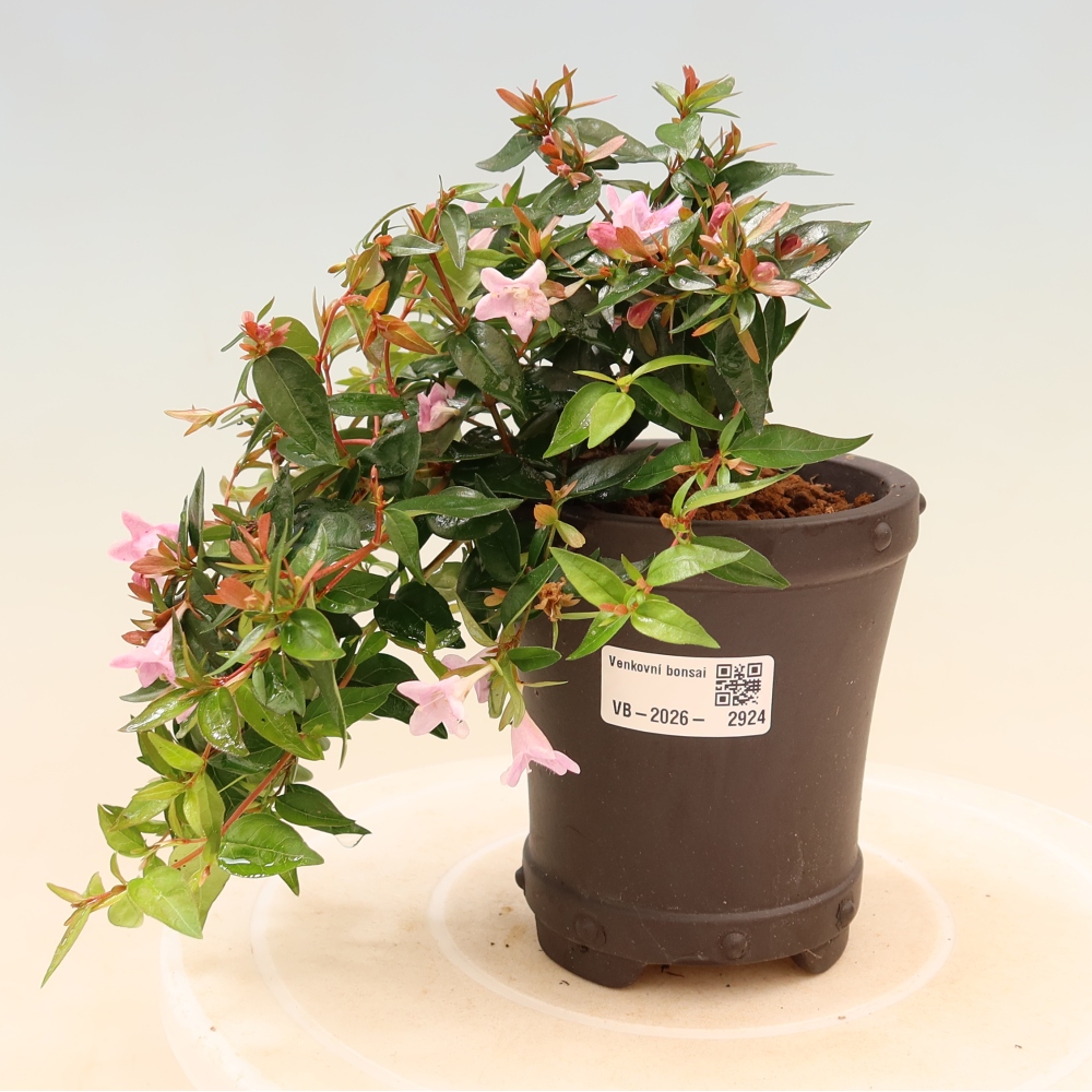 Bonsai da esterno - Abelia Edward Goucher - Abelia a fiore grande