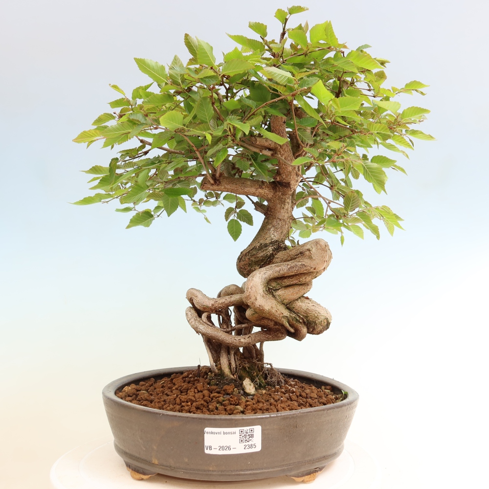 Bonsai da esterno -Carpinus Coreana - Carpino coreano