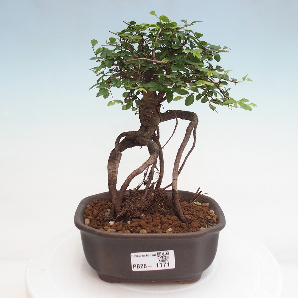 Camera bonsai - Ulmus parvifolia - Olmo a foglie piccole