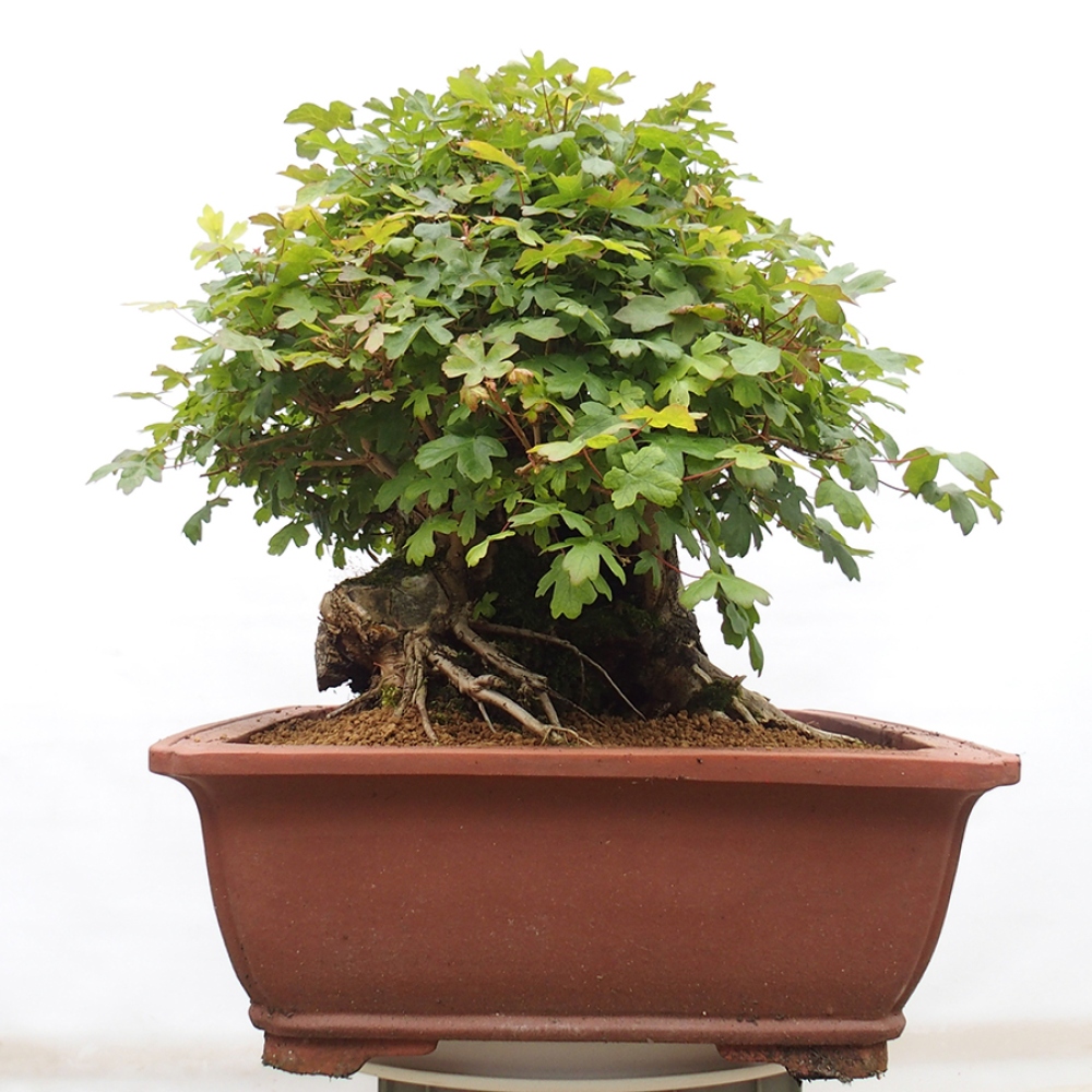 Bonsai da esterno - Acero francese - Acer Nonspessulanum