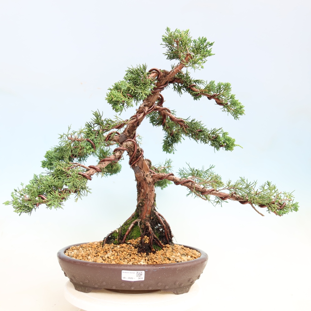 Bonsai da esterno - Juniperus chinensis Kishu