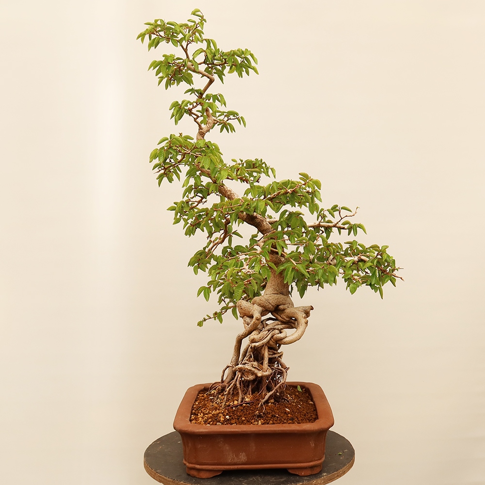 Bonsai da esterno -Carpinus Coreana - Carpino coreano