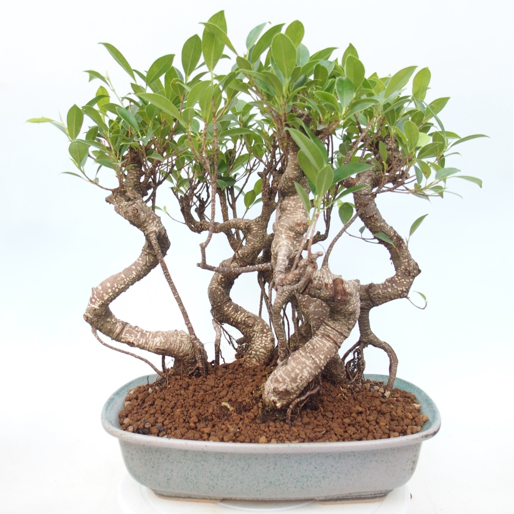 Camera bonsai - Ficus kimmen - ficus a foglie piccole