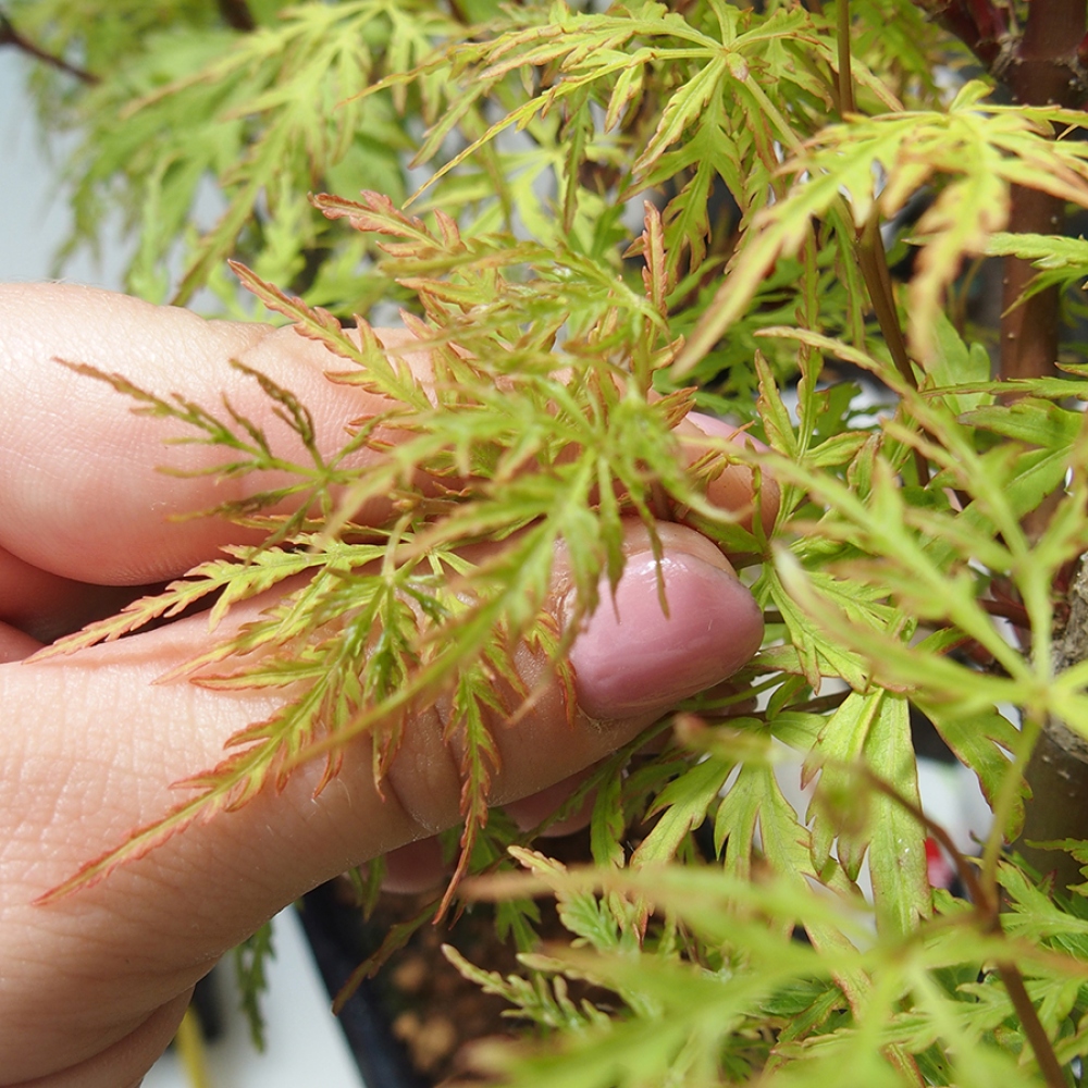 Bonsai da esterno - Acer palmatum Dissectum