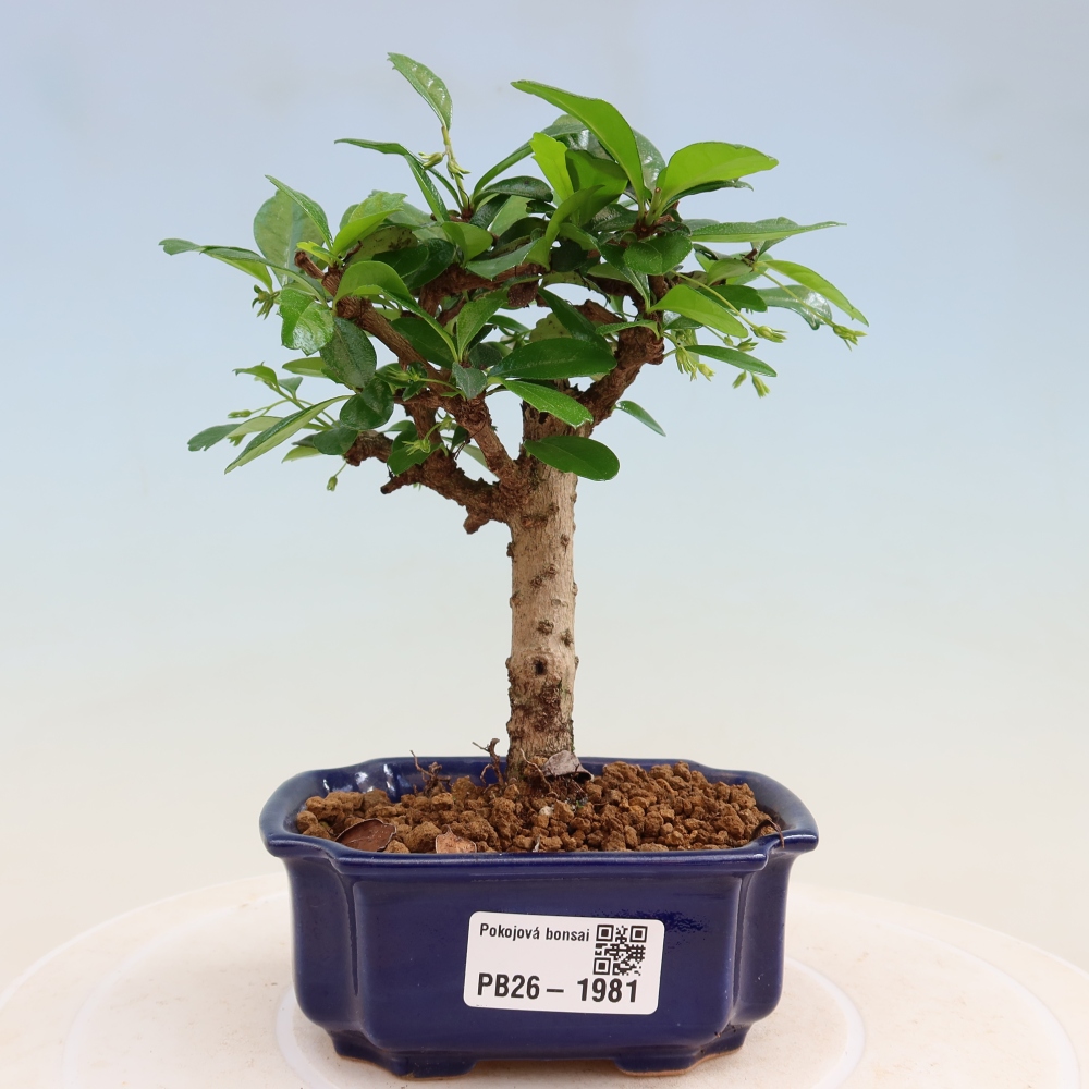 Camera bonsai - Carmona macrophylla - Tea fuki