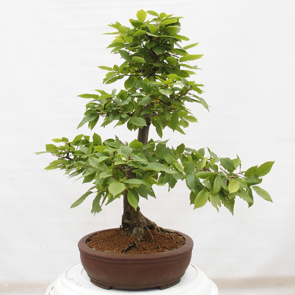 Bonsai da esterno - Carpino - Carpinus betulus