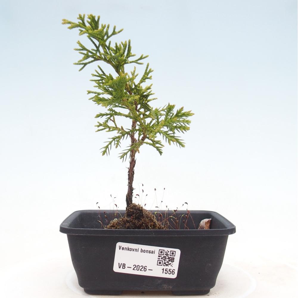 Bonsai da esterno - Juniperus chinensis Itoigawa