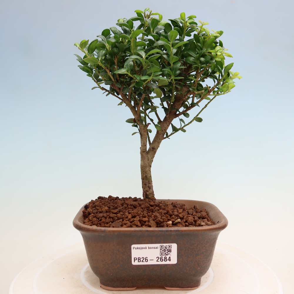 Camera bonsai - Ilex crenata - Agrifoglio
