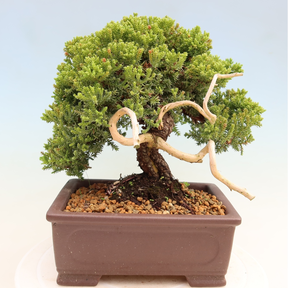 Bonsai da esterno - Juniperus procumbens - Juniperus procumbens