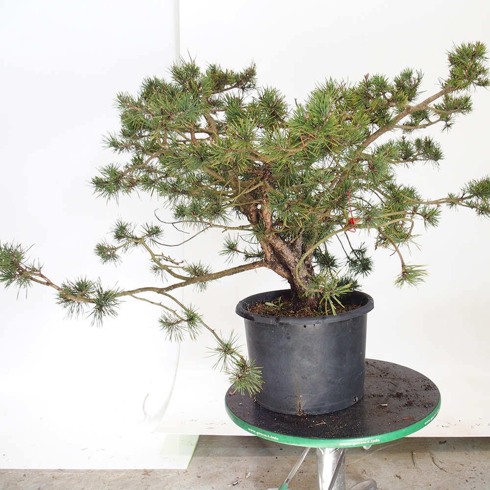 Yamadori - Pinus sylvestris Spagna