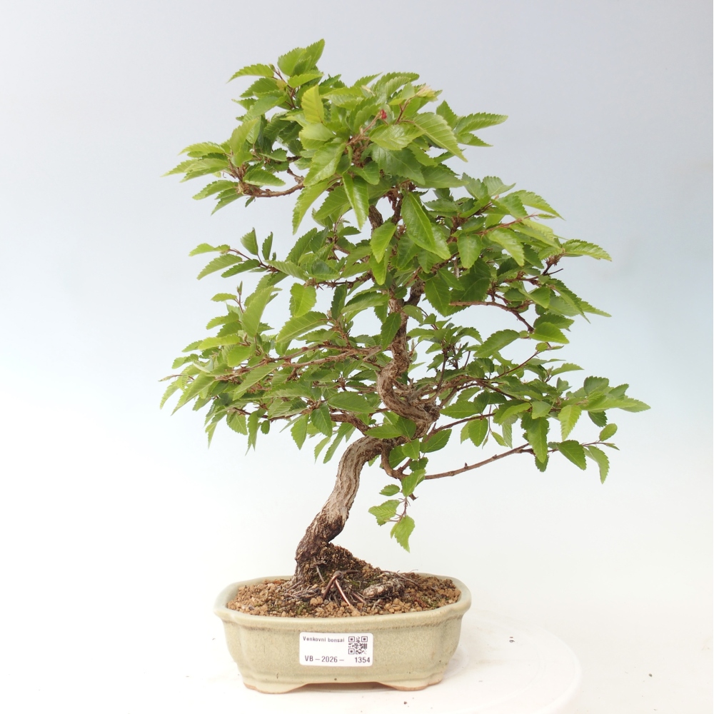 Bonsai da esterno -Carpinus CARPINOIDES - Carpino coreano