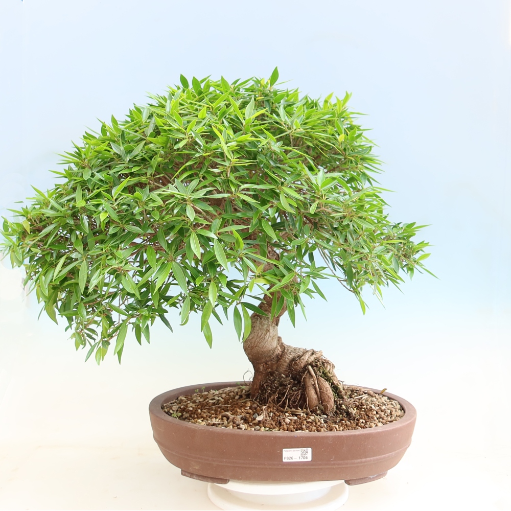Camera bonsai - Ficus nerifolia - ficus a foglie piccole