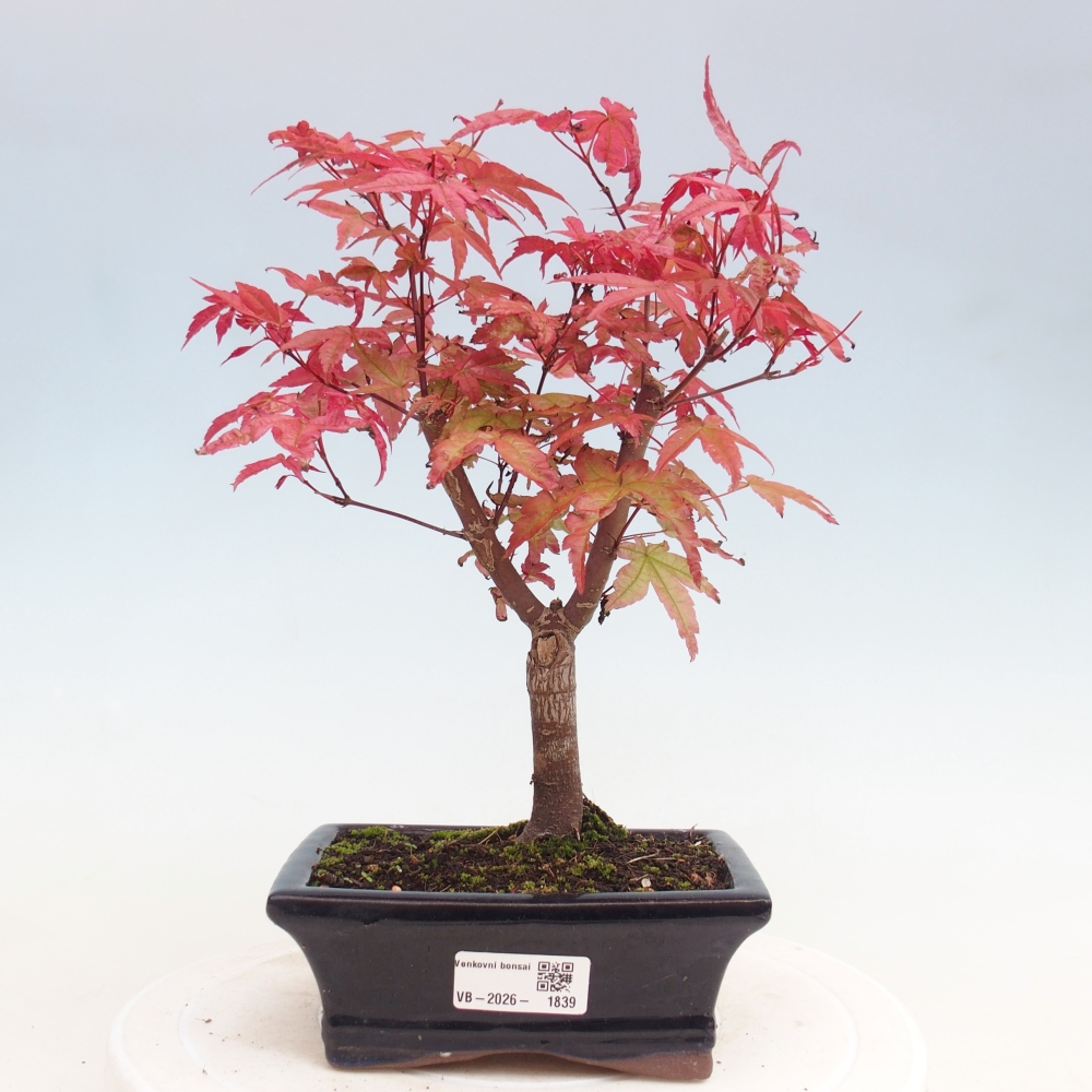 Bonsai da esterno - Acer palmatum DESHOJO