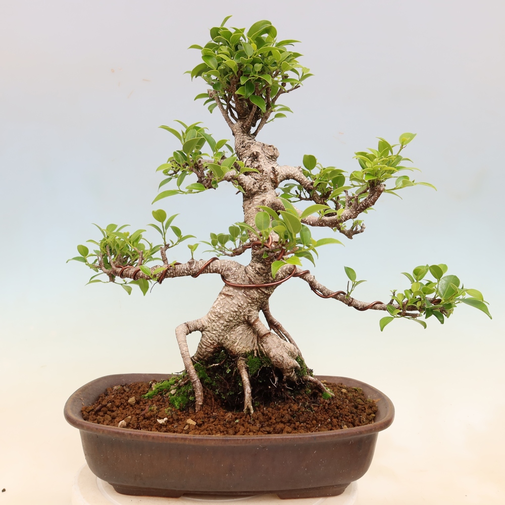 Camera bonsai - Ficus kimmen - ficus a foglie piccole