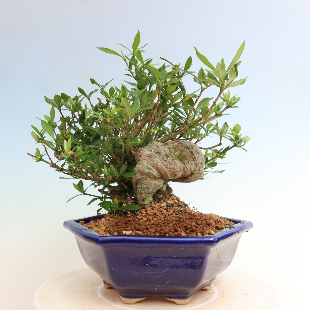 Camera bonsai - Gardenia jasminoides-Gardenia