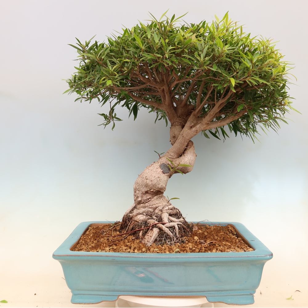 Camera bonsai - Ficus nerifolia - ficus a foglie piccole