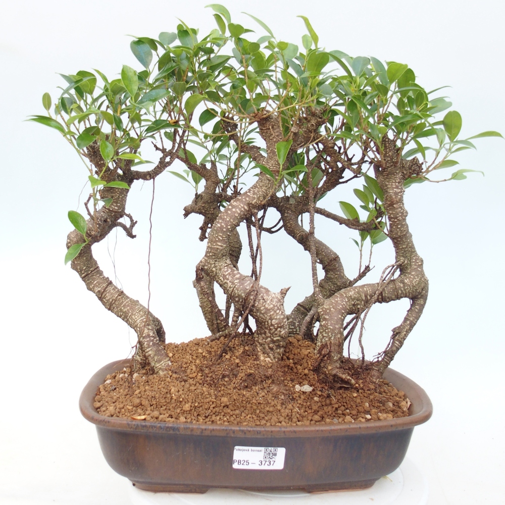 Camera bonsai - Ficus kimmen - ficus a foglie piccole