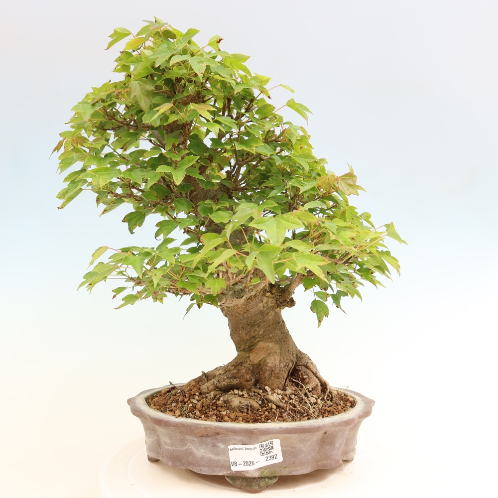 Bonsai da esterno - Acero Burger - Acer Burgerianum
