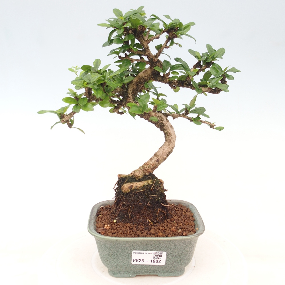 Camera bonsai - Carmona macrophylla - Tea fuki
