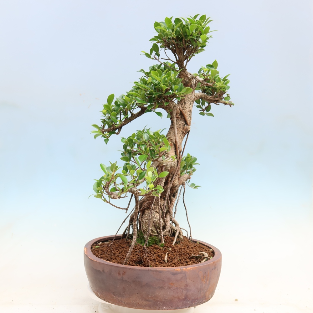 Camera bonsai - Ficus kimmen - ficus a foglie piccole