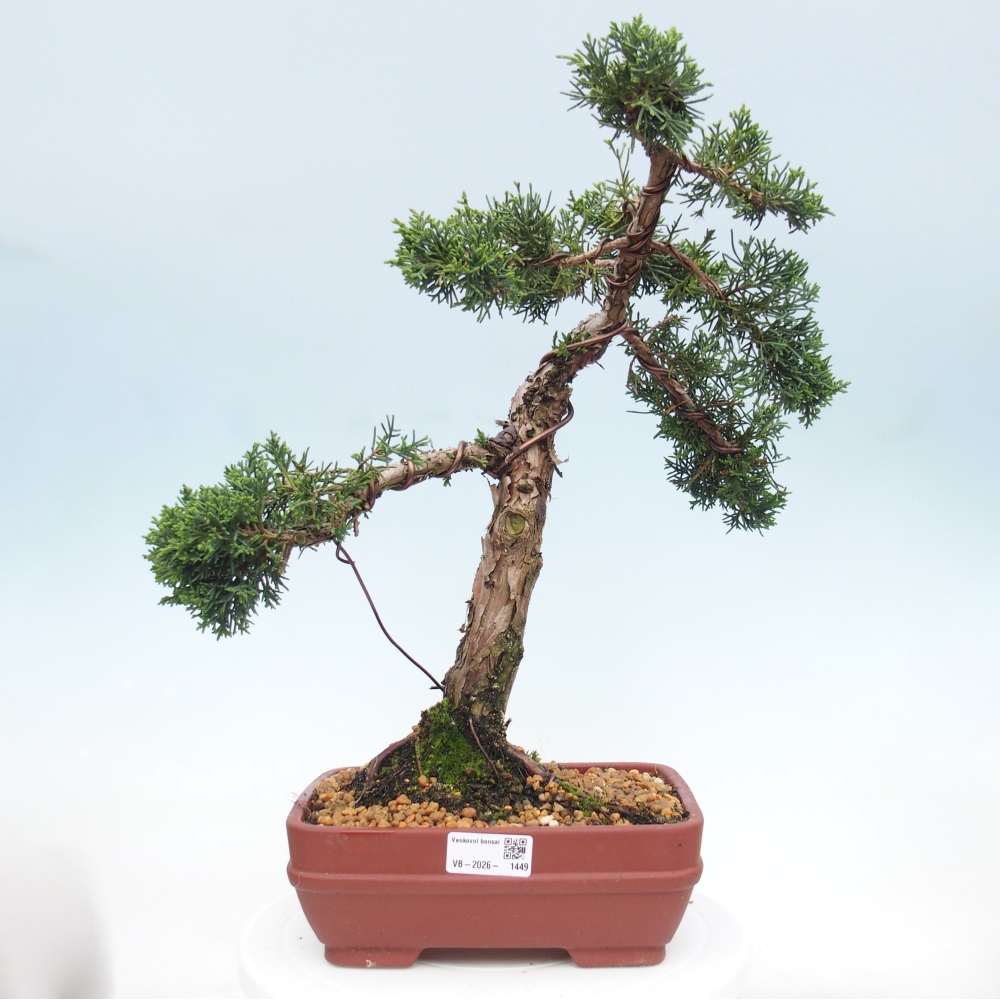 Bonsai da esterno - Juniperus chinensis Kishu