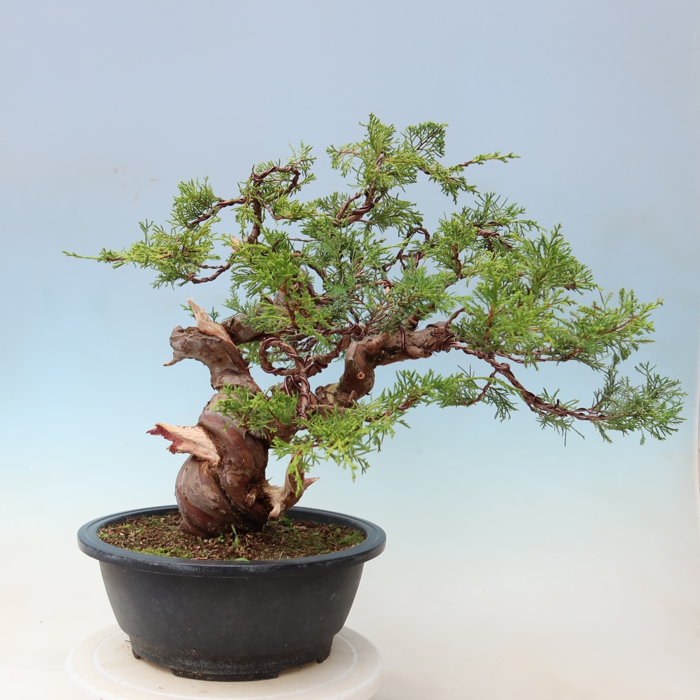 Bonsai da esterno - Juniperus chinensis Itoigawa-Juniperus chinensis