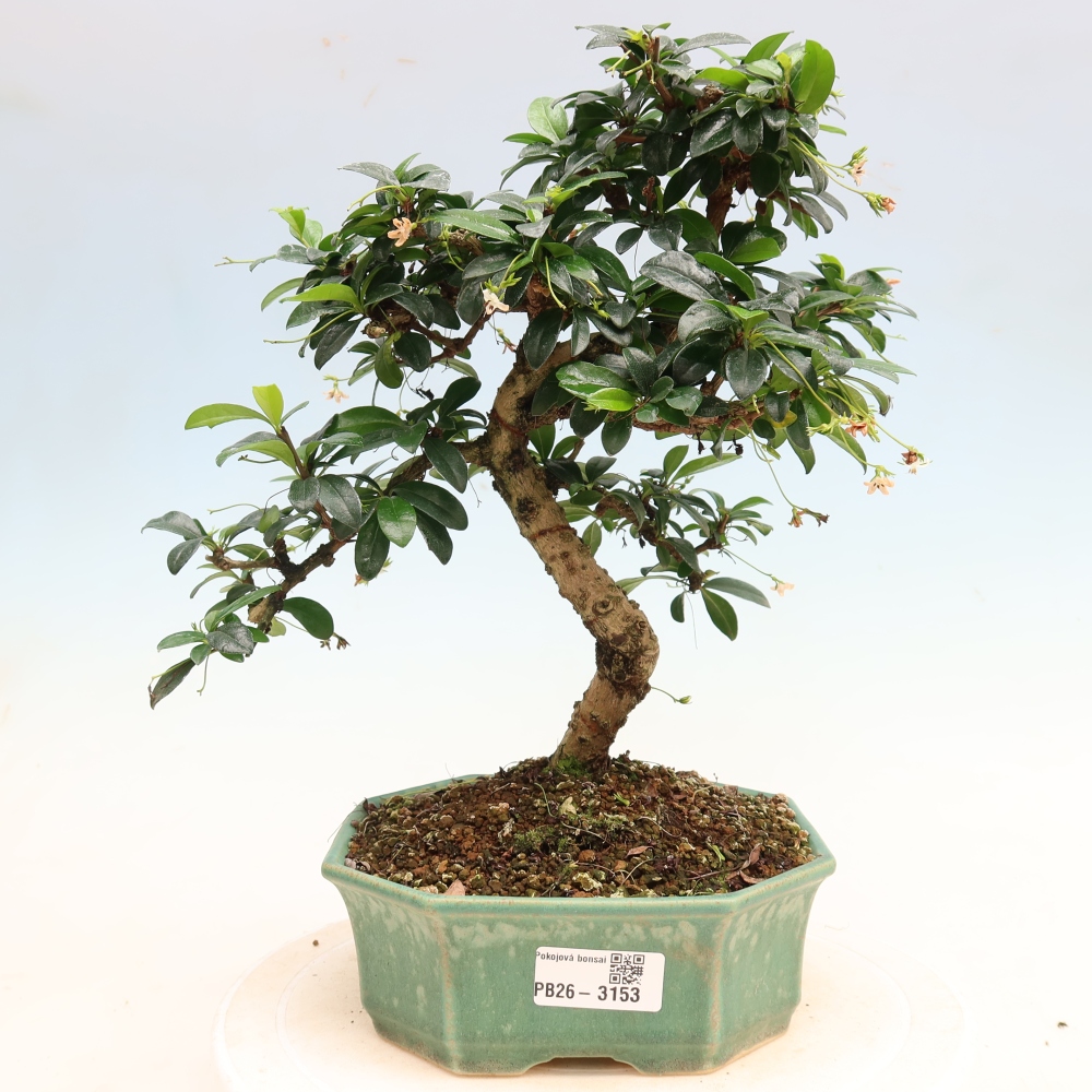 Camera bonsai - Carmona macrophylla - Tea fuki