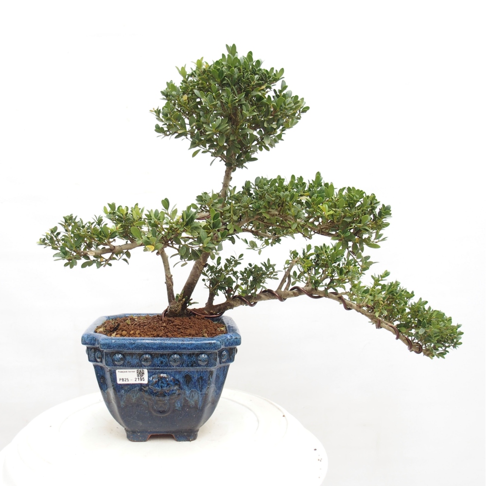 Camera bonsai - Ilex crenata - Agrifoglio