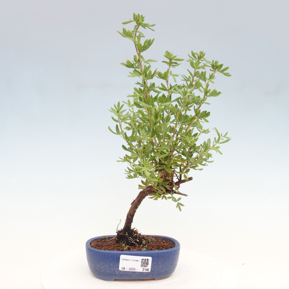 Bonsai da esterno - Potentila fruticosa yellow Bird