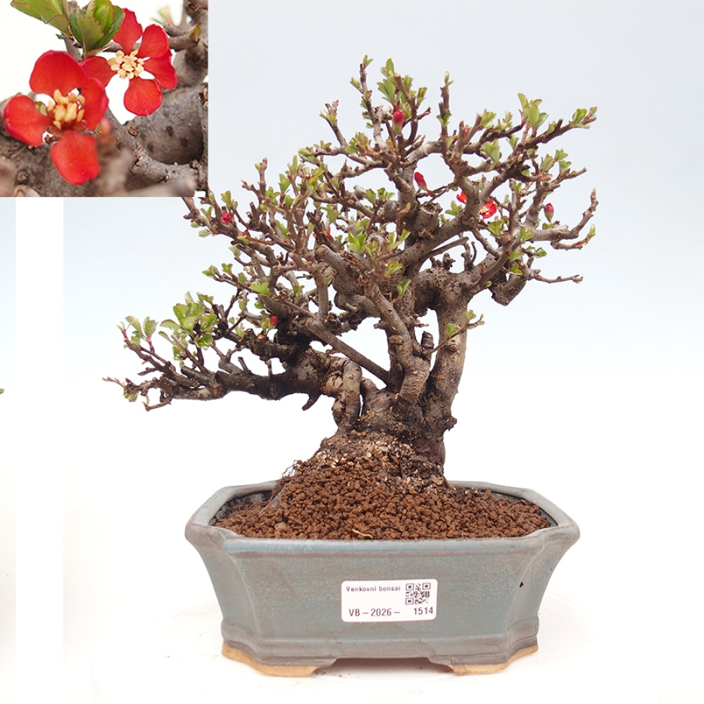 Bonsai da esterno - Chaneomeles speciosa - Cotogno