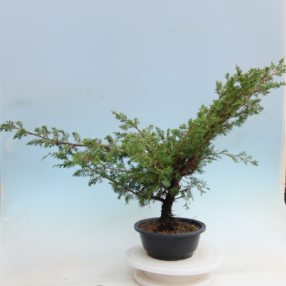 Bonsai da esterno - Juniperus chinensis Itoigawa - Ginepro cinese