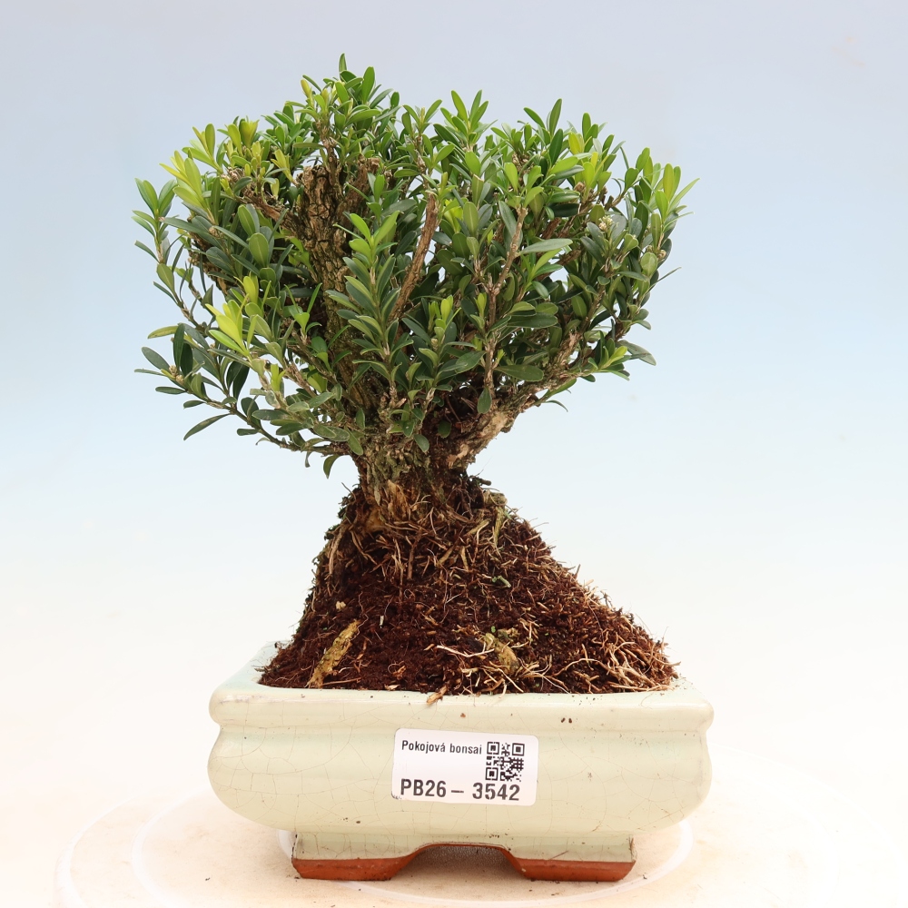 Camera bonsai - Buxus harlandii - buxus da sughero