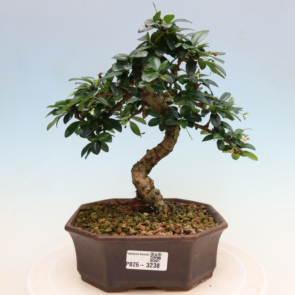 Camera bonsai - Carmona macrophylla - Tea fuki