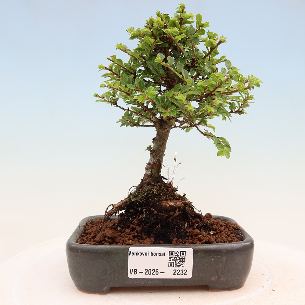 Bonsai da esterno - Ulmus parvifolia Sagei - Olmo a foglie piccole