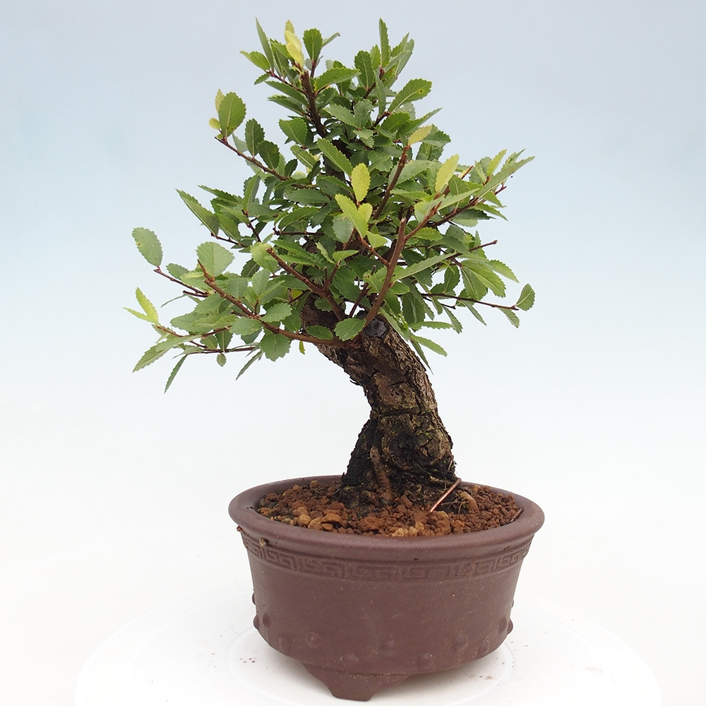 Bonsai da esterno - Zelkova - Zelkova NIRE