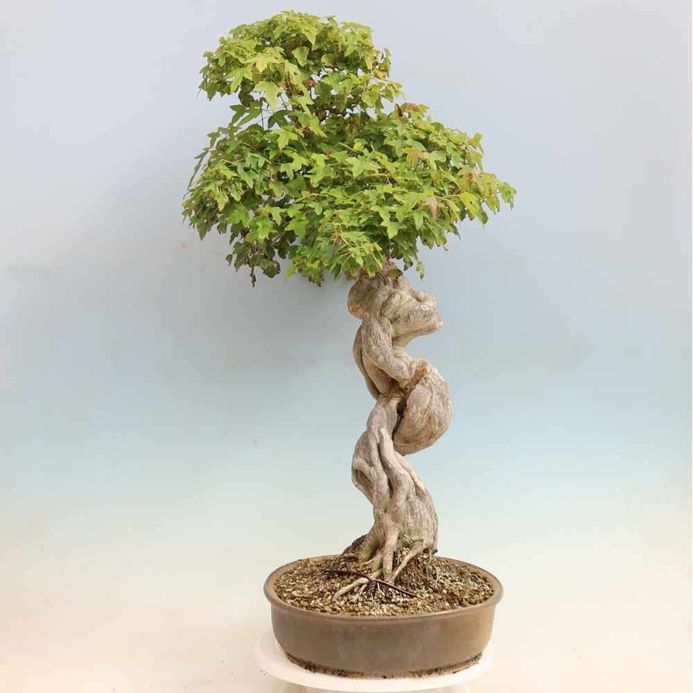 Bonsai da esterno - Acer Buergerianum - Acero di Burger