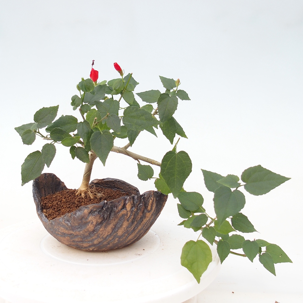 Bonsai da interno - Malvaviscus arboreus