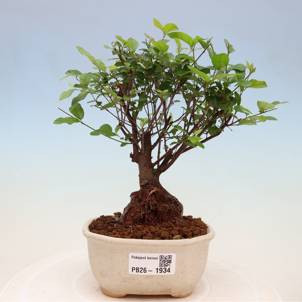 Camera bonsai - Sageretia thea - Sageretia thea