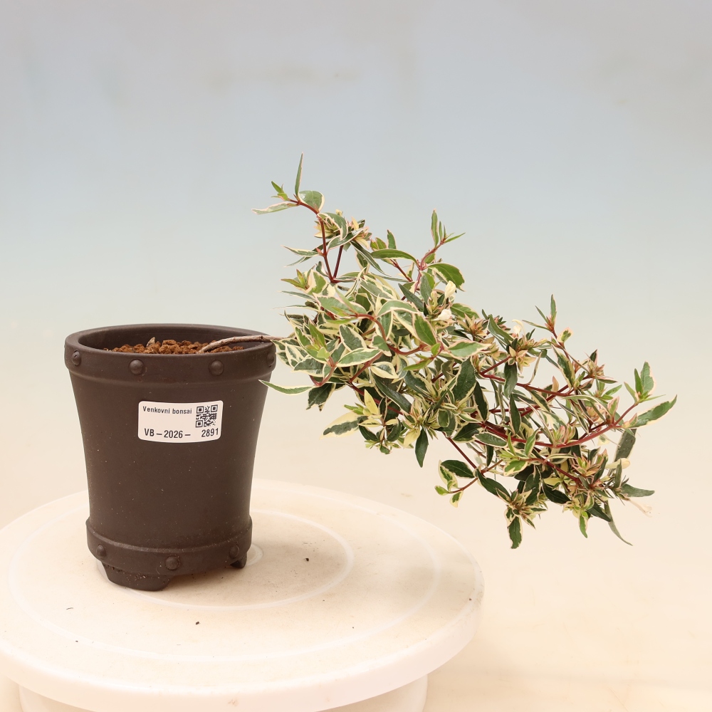 Bonsai da esterno - Abelia gr. Confetti - Abelia a fiore grande