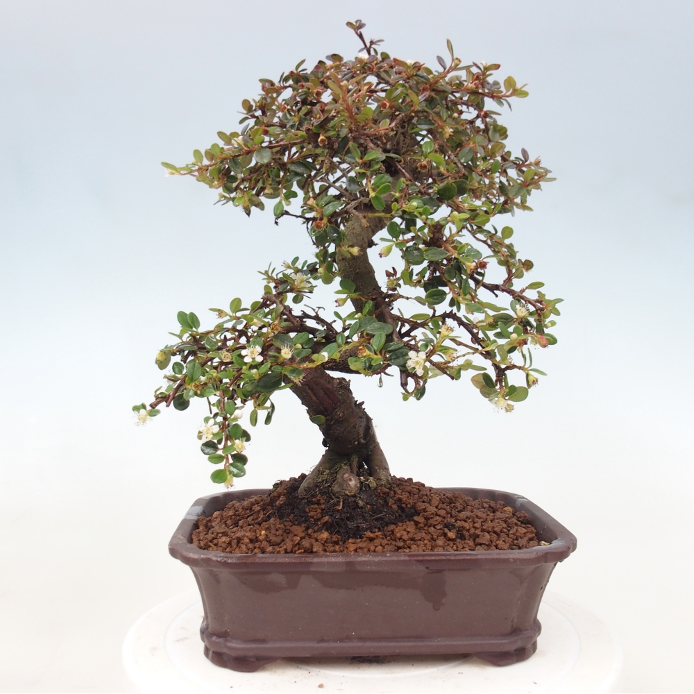 Bonsai da esterno - Cotoneaster dammeri - Roccia di Damer