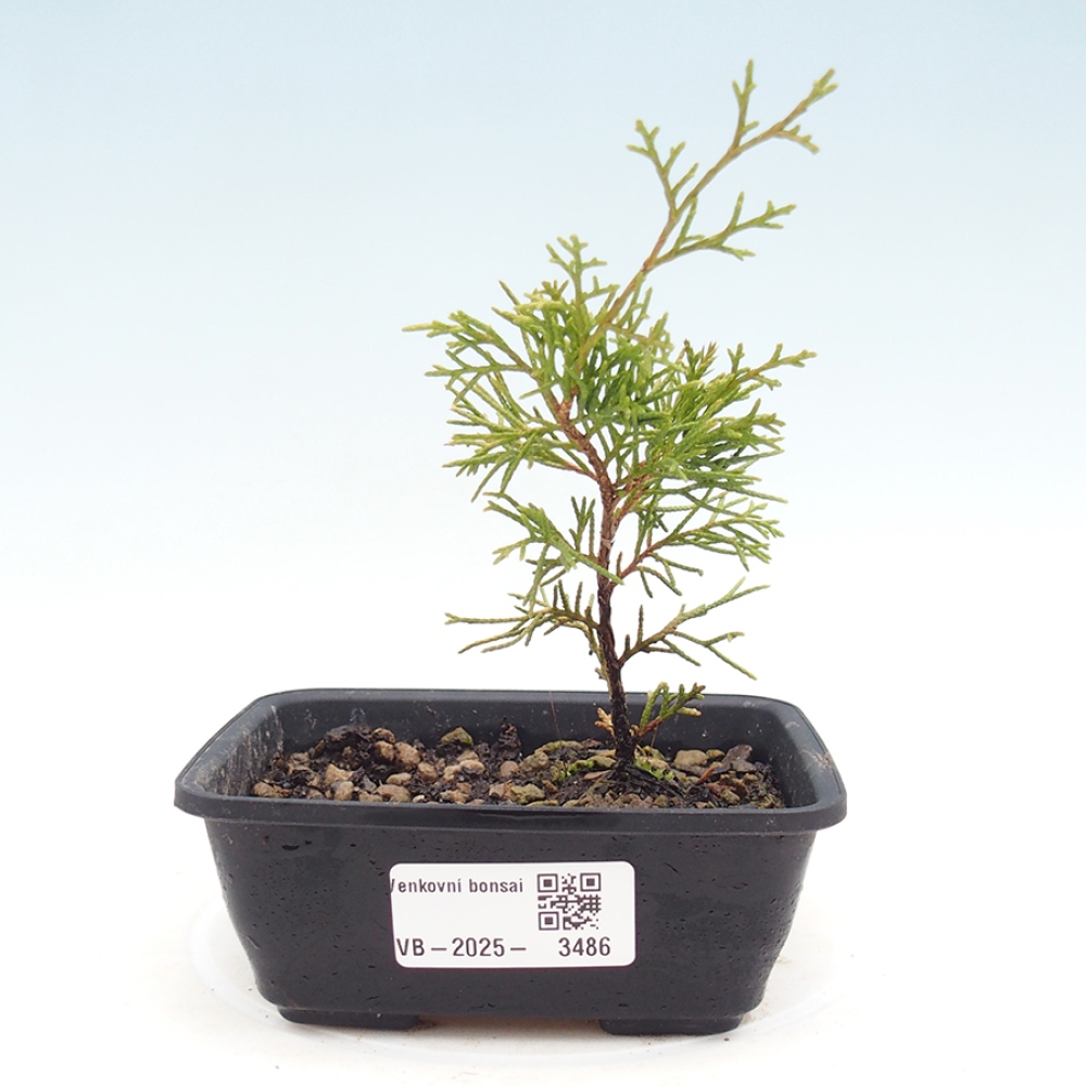 Bonsai da esterno - Juniperus chinensis Itoigawa