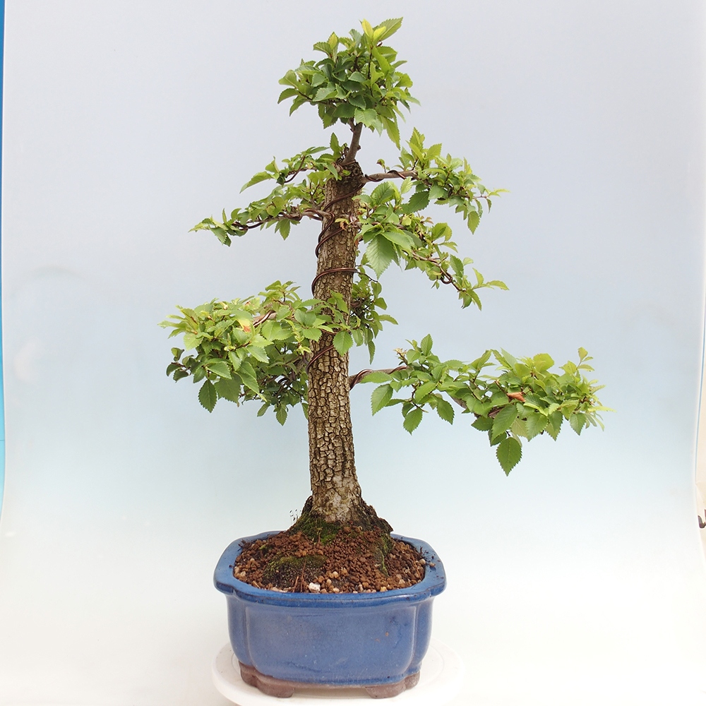 Bonsai da esterno - Zelkova - Zelkova NIRE