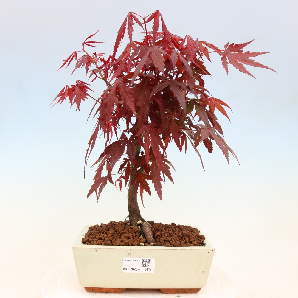 Bonsai da esterno - Palma Acer. Atropurpureum-Javor palmate