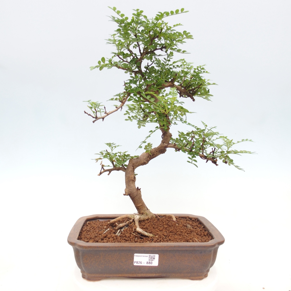 Camera bonsai - Zantoxylum piperitum - albero del pepe