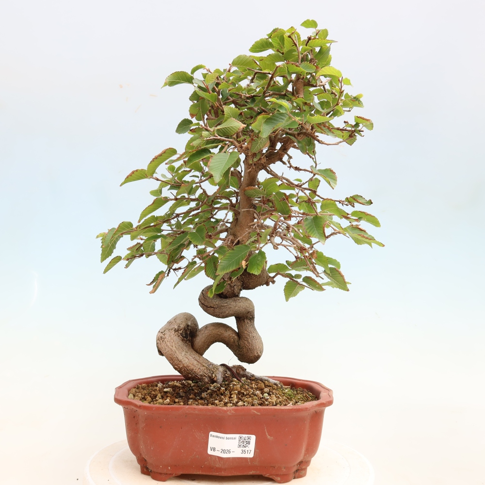 Bonsai da esterno -Carpinus CARPINOIDES - Carpino coreano