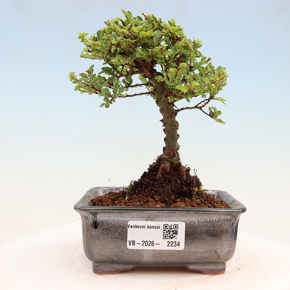 Bonsai da esterno - Ulmus parvifolia Sagei - Olmo a foglie piccole