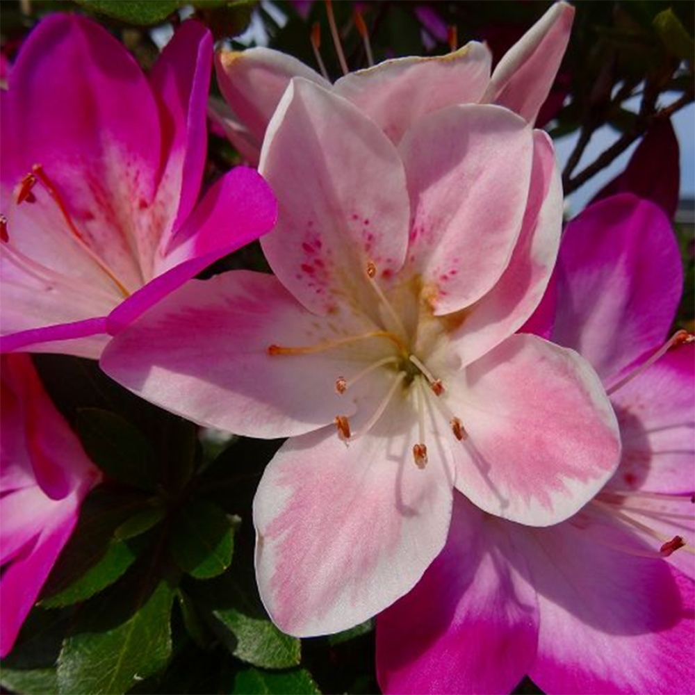 Bonsai da esterno - Azalea giapponese - Azalea Yoko