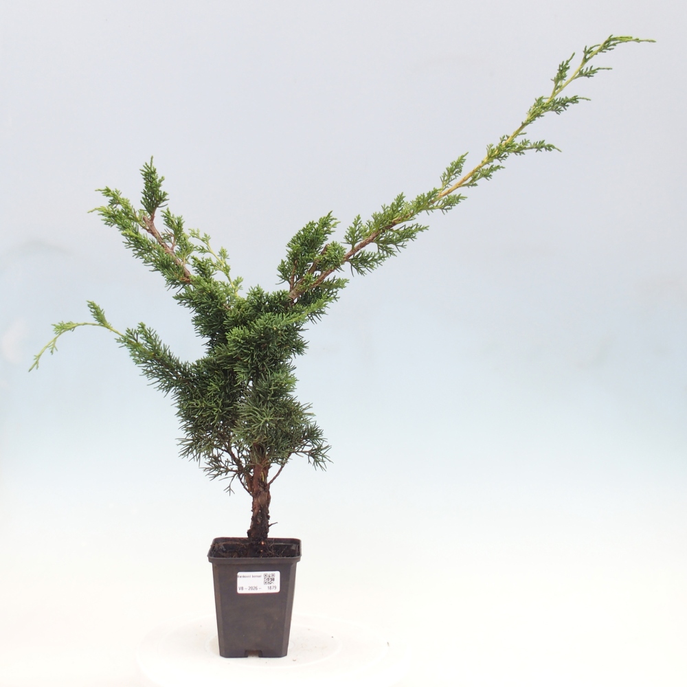 Bonsai da esterno - Juniperus chinensis Kishu